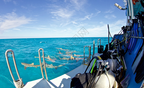照片显示巴哈马虎滩潜水场的水面图片