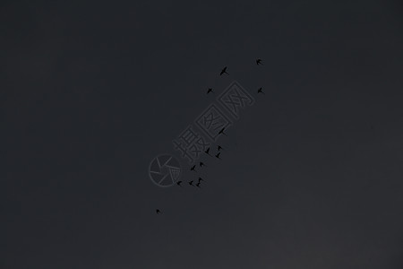 鸟在天空中图片
