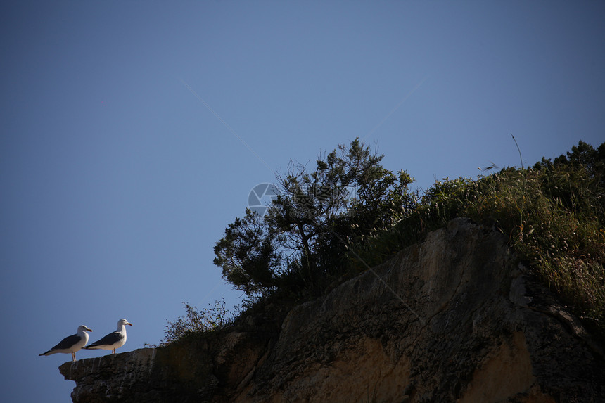 鸟在岩石上图片