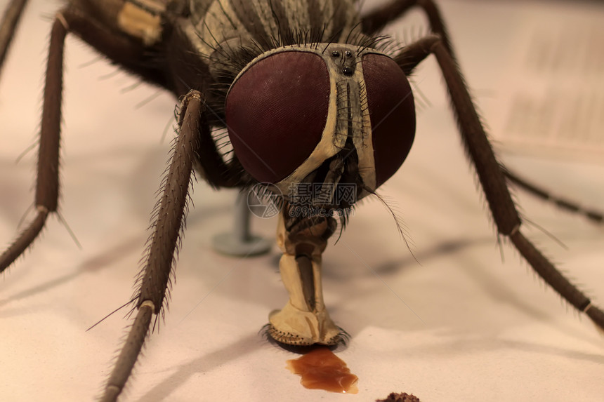 一个棕色苍蝇昆虫头的相片宏观肖像图图片
