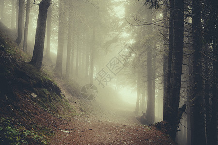 复古迷雾森林背景图片