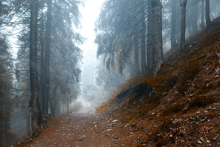雾暖的森林图片