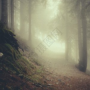 复古迷雾森林背景图片