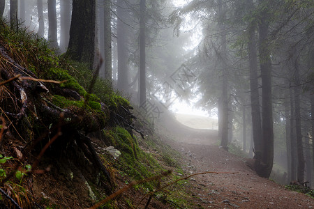 有雾的云杉树森林图片