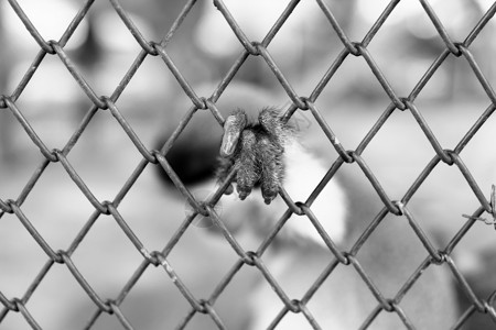 手猴被困在笼子里图片