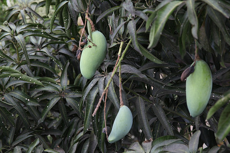 芒果树上的青芒果图片