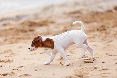 JackRussellTerrier小狗图片