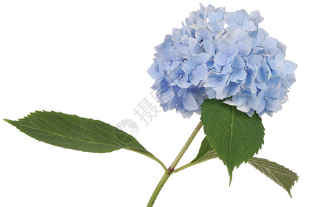白色背景的蓝色花朵杂花色里图片