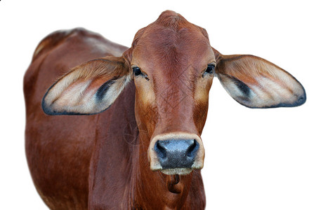 红牛在白色背景中图片