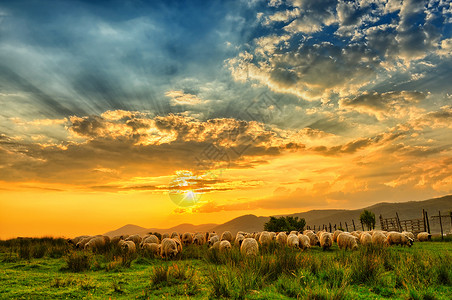 日落时分一群羊在山上吃草图片