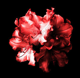 暗黑铬红花的布什在图片