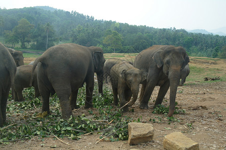 斯里兰卡康提的大象图片