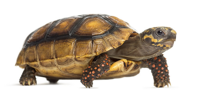 红脚乌龟2岁图片