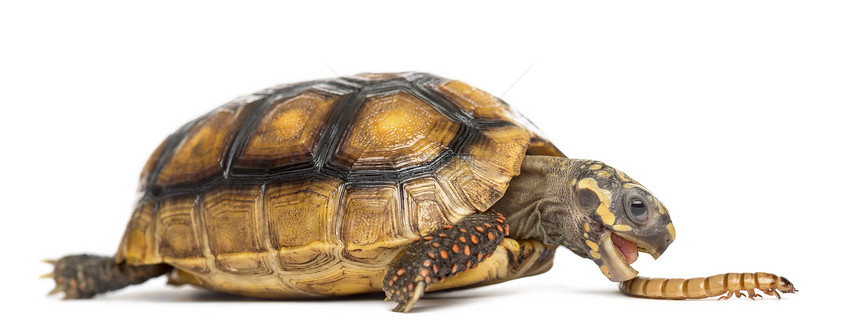 红脚乌龟两岁白本前吃虫子的碳图片