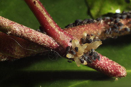 常春藤上的蚜虫群图片
