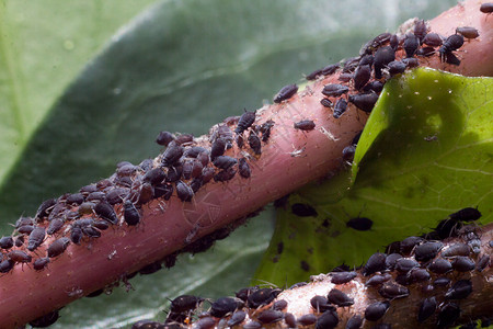 常春藤上的蚜虫群图片