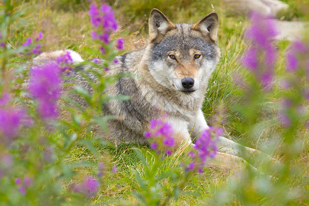 美丽而疲劳的狼躺在草地上花朵图片