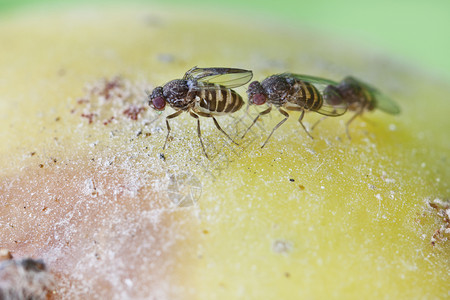 野生果蝇DrosophilaMelanog图片