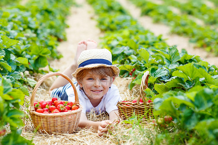 快乐有趣的小男孩在有机生物浆果农场采摘和吃草莓图片