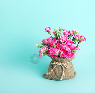 绿色蓝背景的粉红康乃馨鲜花盛开图片