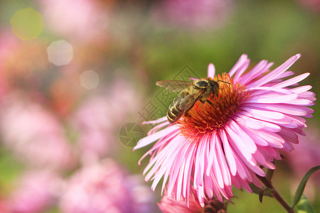 蜜蜂坐在翠菊上采集花蜜图片