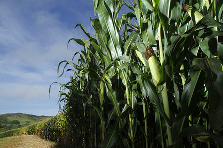 玉米作物巴西农场种植玉米白天阳光图片