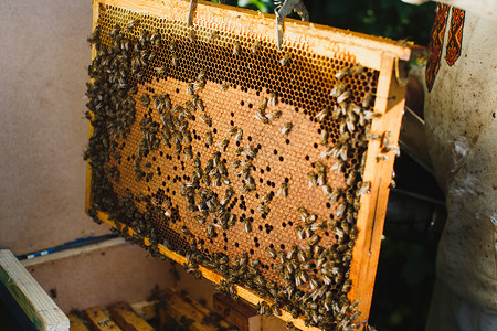 养蜂人用蜂巢的蜜蜂梳子和蜂蜜图片
