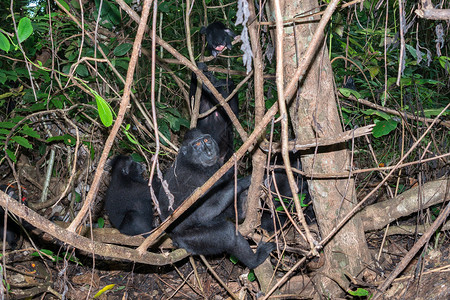CelebesSulawesi地方树冠印着黑毛猴图片