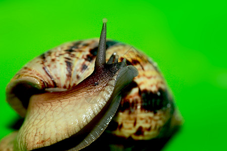 软体动物巨型非洲蜗牛背景图片