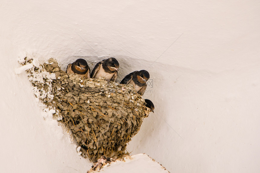 巢穴里有四个年轻的谷仓燕子HirundoRu图片
