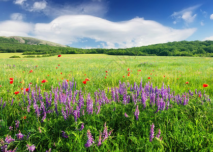 山谷中鲜花盛开的田野自然夏季景观图片