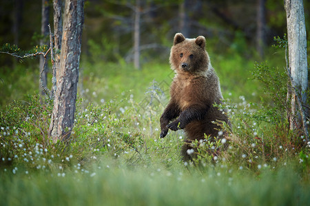 熊幼崽站在盛开的草丛中图片