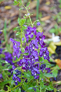 紫色不要忘了我在花园的花朵安杰罗尼亚戈亚图片