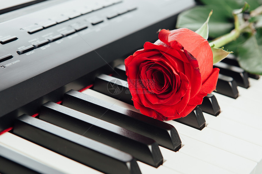 钢琴键和红玫瑰图片