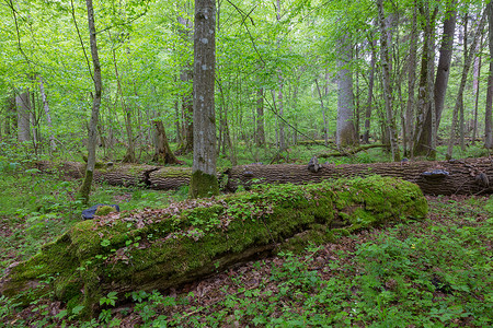 覆盖了波兰欧洲比亚洛维耶萨森林Bialowieza森林的不屈图片