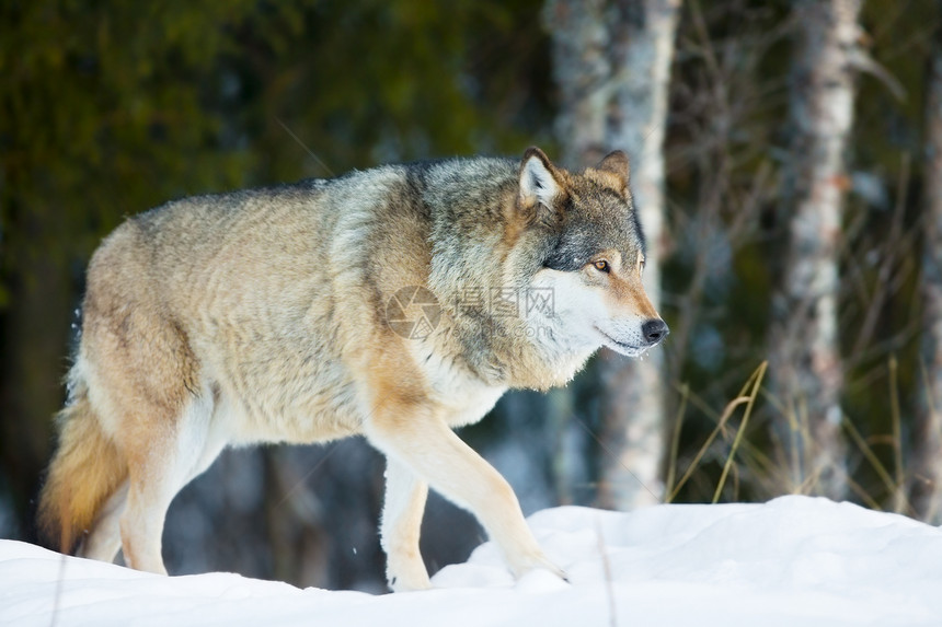 一只狼在树林里走来去在冬天寒图片