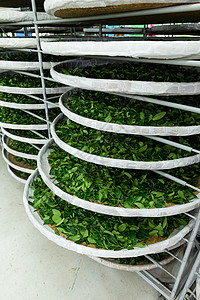 工厂茶叶发酵加工图片