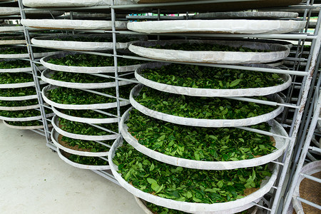 工厂茶叶发酵加工图片