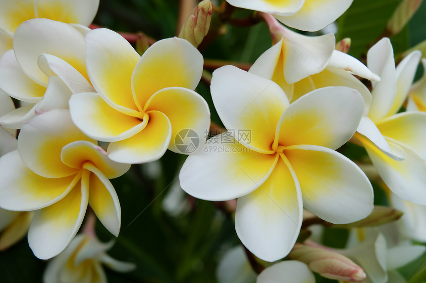 白freangipani热带花朵在树上新开的图片