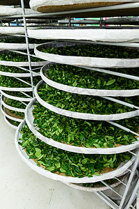 茶叶发酵加工图片