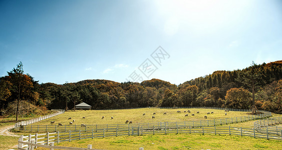 在山上放牧的羊群图片