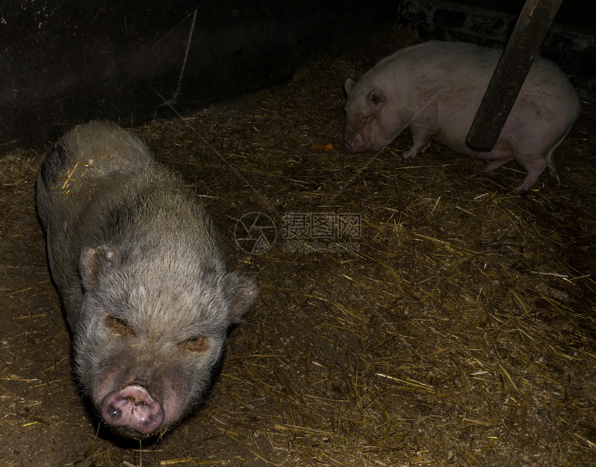农场动物中的猪图片