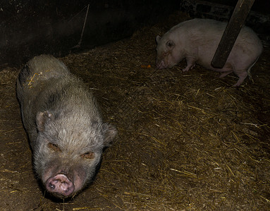 农场动物中的猪图片