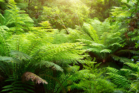 一张美丽的澳洲雨林照图片