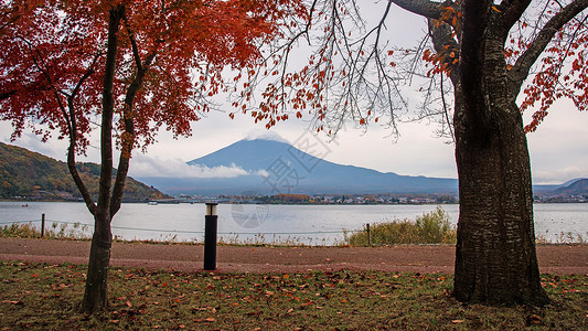 日本河口湖秋红枫树的富士山图片