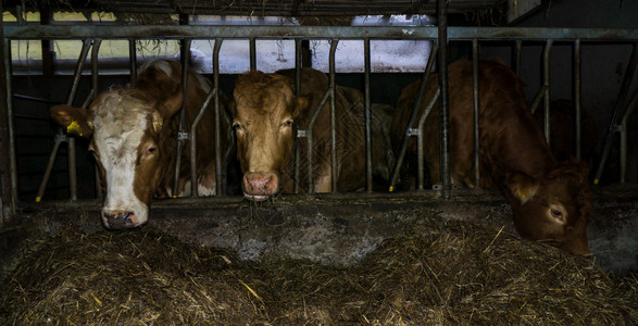 奶牛生产农场牛奶图片
