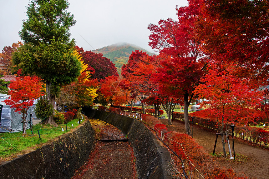 日本川口子秋天的Mamele走廊或Momiji图片