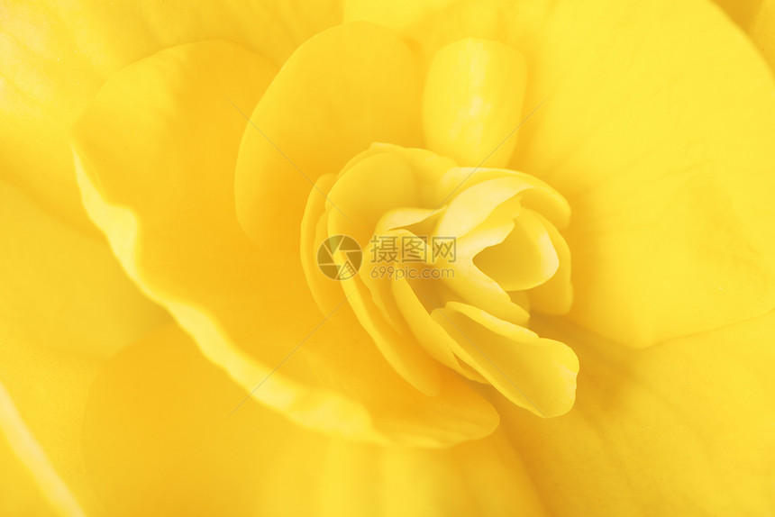 黄色海棠花的宏观形象图片