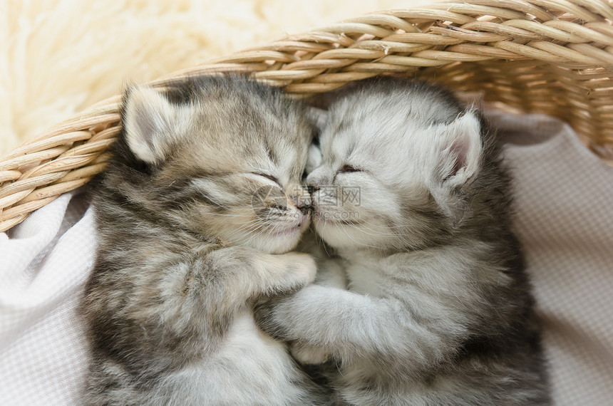 可爱的虎斑小猫在篮子里睡觉和拥抱图片
