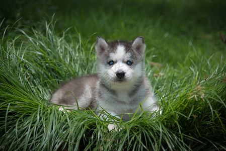 蓝眼睛西比亚哈斯基小狗图片